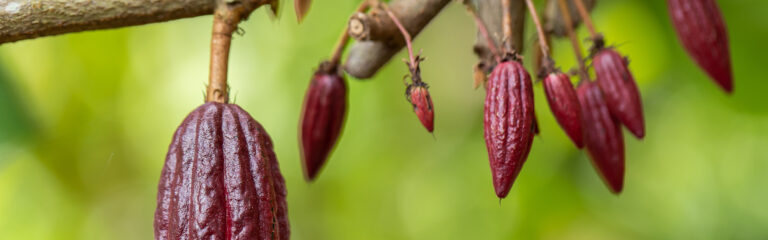 Árbol del cacao (Theobroma cacao). Vainas de cacao ecológico en la naturaleza.