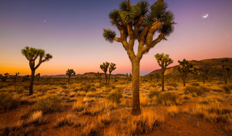 Los árboles de Josué salpican el desierto de California bajo una luna creciente al amanecer.