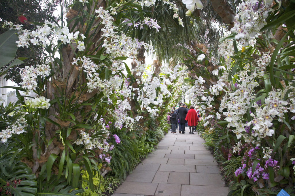 Sendero de orquídeas, Exposición de Orquídeas, Cuba en Flor, en el Conservatorio Enid Haupt, en el Jardín Botánico de Nueva York, en el Bronx, Nueva York.